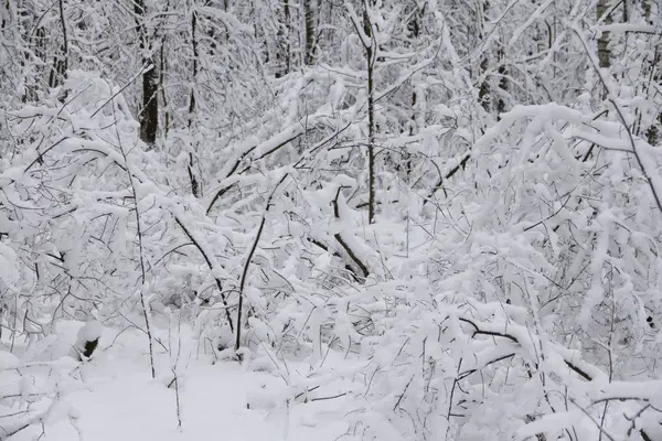 Parco invernale sulla neve — Foto Stock