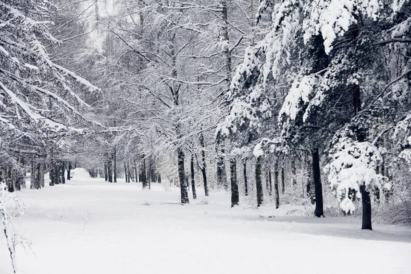 Parco invernale sulla neve — Foto Stock