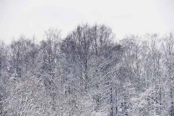 Parco invernale sulla neve — Foto Stock