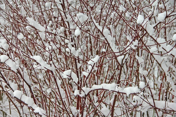 Winter park in snow — Stock Photo, Image