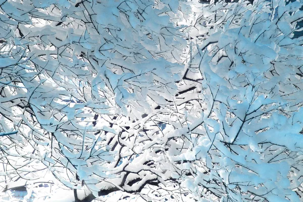 Gałęzie pokryte śniegiem — Zdjęcie stockowe