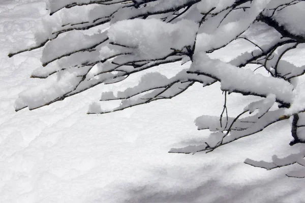 Branches covered with snow — Stock Photo, Image