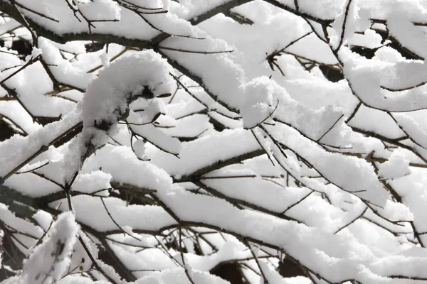 Äste mit Schnee bedeckt — Stockfoto