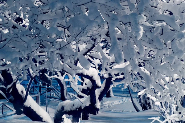 Äste mit Schnee bedeckt — Stockfoto