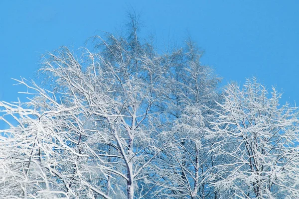 Takken bedekt met sneeuw — Stockfoto