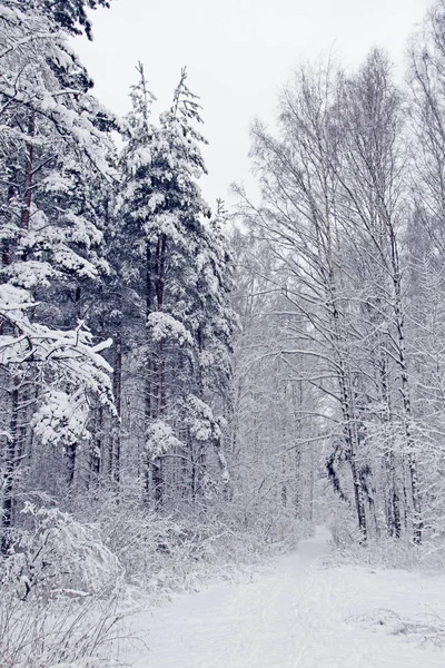 Parco invernale sulla neve — Foto Stock