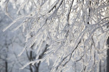 ağaçlarda hoarfrost
