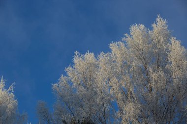 ağaçlarda hoarfrost