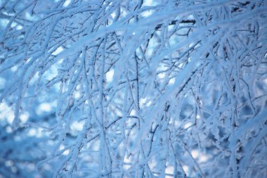 ağaçlarda hoarfrost