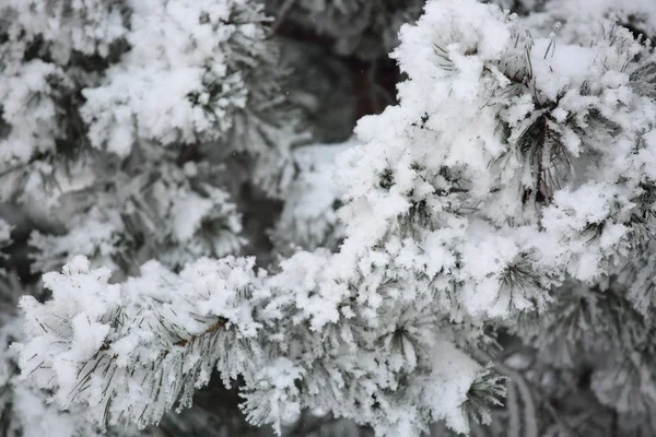 Hoarfrost on pine — Stock Photo, Image