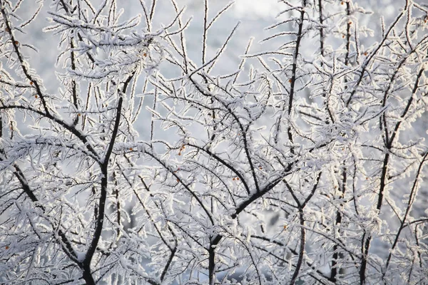 Hoarfrost en los árboles — Foto de Stock