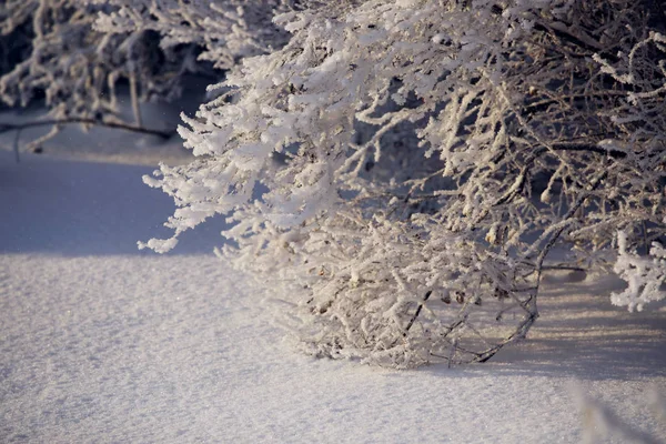 Hoarfrost en los árboles — Foto de Stock