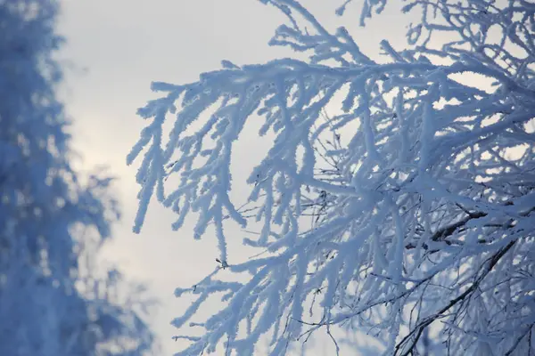 Hoarfrost en los árboles — Foto de Stock