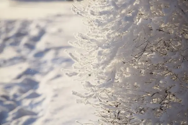 Hoarfrost en los árboles — Foto de Stock