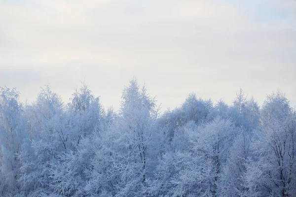 Hermoso bosque de invierno — Foto de Stock