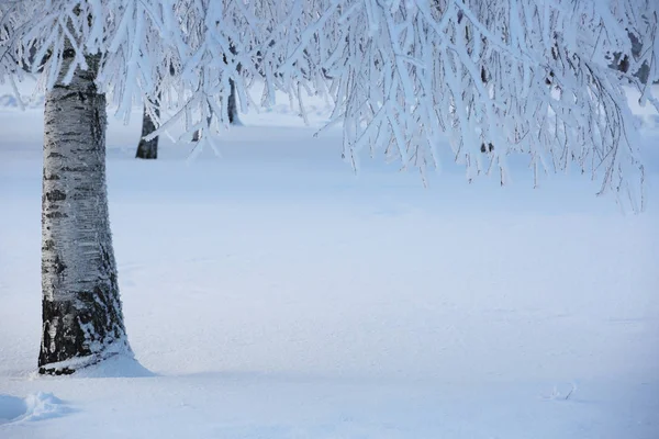 Prachtig winterbos — Stockfoto