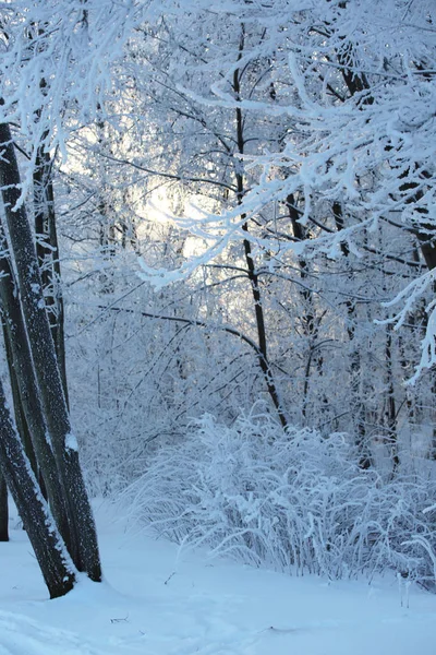 Bella foresta invernale — Foto Stock