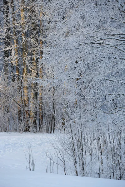 Bella foresta invernale — Foto Stock