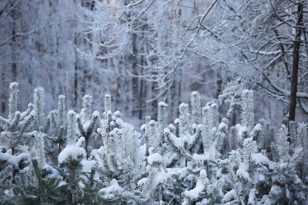 Ağaçlarda hoarfrost — Stok fotoğraf