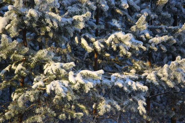 Ladin ağacı üzerinde hoarfrost — Stok fotoğraf