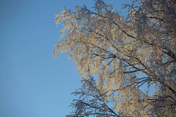 Hoarfrost sugli alberi — Foto Stock