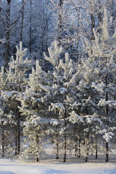 Güzel Kış Ormanı — Stok fotoğraf