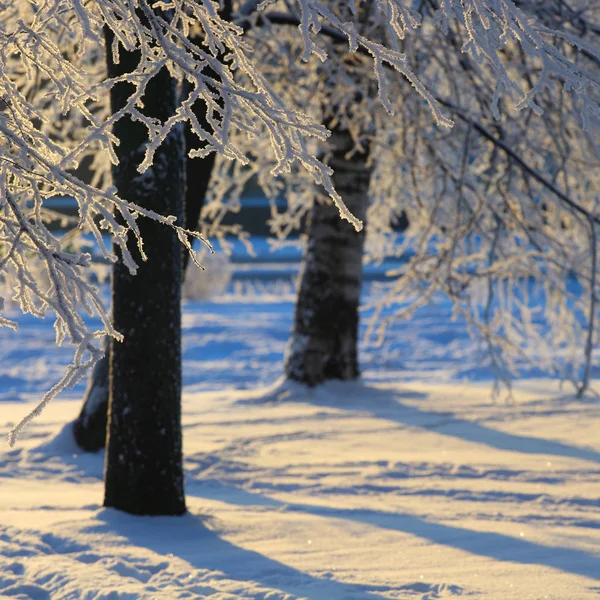 Hoarfrost on trees — Stock Photo, Image