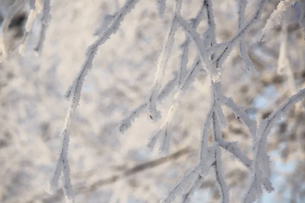 Hoarfrost sugli alberi — Foto Stock