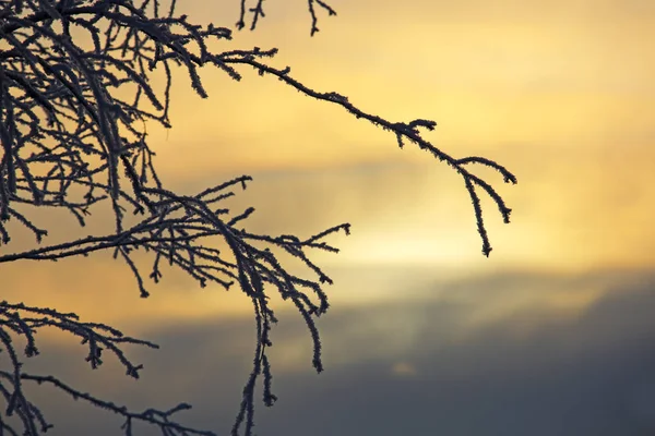 Hoarfrost sugli alberi — Foto Stock