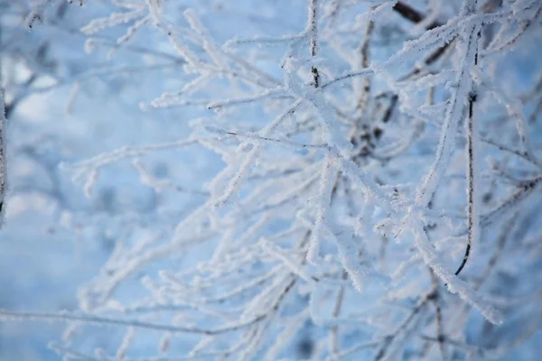 Hoarfrost en los árboles — Foto de Stock