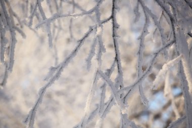 ağaçlarda hoarfrost