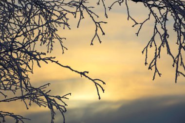 ağaçlarda hoarfrost