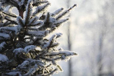 Ladin ağacı üzerinde hoarfrost