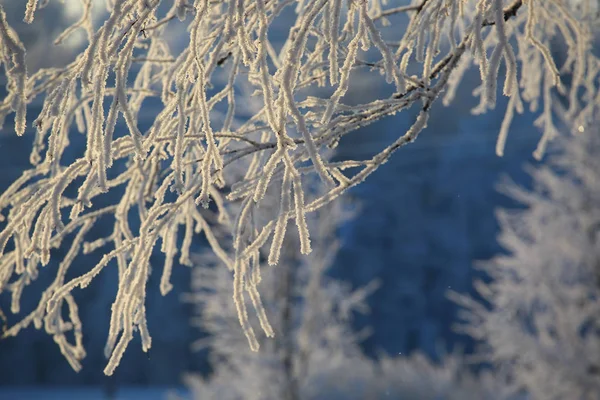 Hoarfrost sugli alberi — Foto Stock