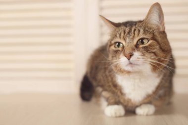 Ahşap arka plan üzerinde yalan kedi