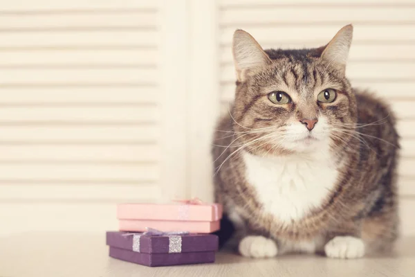 Katt med gåvor — Stockfoto