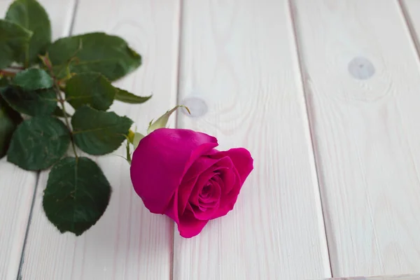 Rosa rosa sobre fondo de madera — Foto de Stock