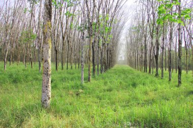 kauçuk ağacı ekimi satırları ekili ağaçları ile