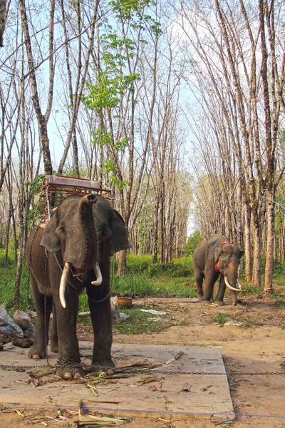 Elefantes en plantación de árboles de caucho — Foto de Stock