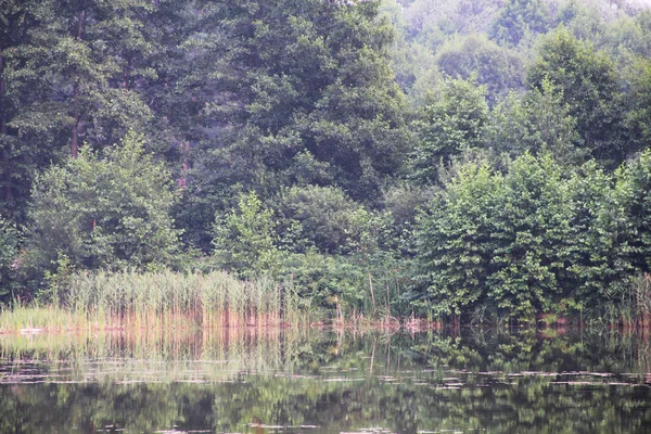 Teich im Wald — Stockfoto