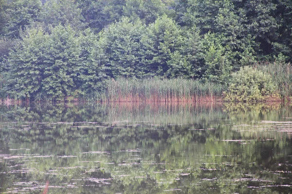 Étang en forêt — Photo