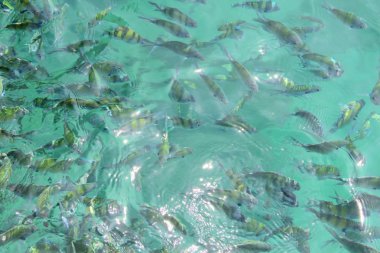 tropikal balık suda