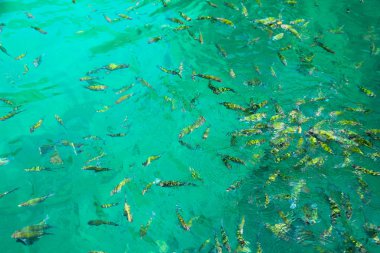 tropikal balık suda