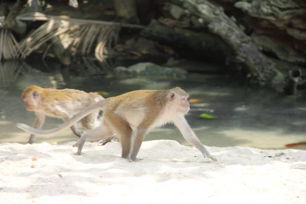 Дикие обезьяны на песке — стоковое фото