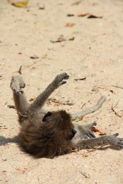 Macaco selvagem na areia — Fotografia de Stock