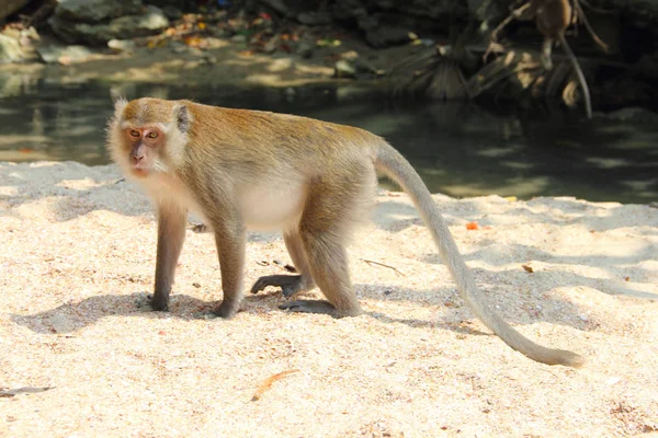 Wilder Affe auf Sand — Stockfoto