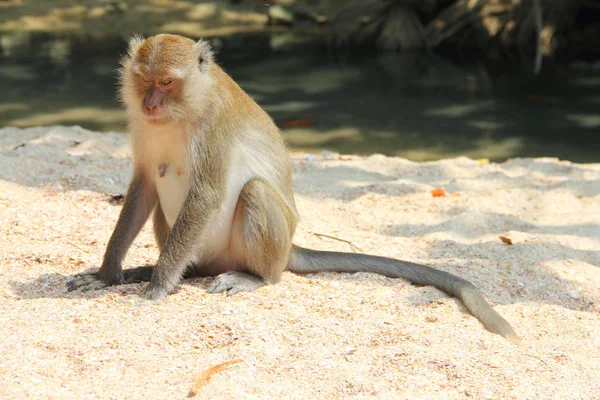 Macaco selvagem na areia — Fotografia de Stock