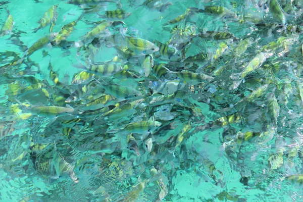 Тропические рыбы в воде — стоковое фото