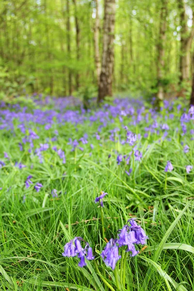 Bluebell λουλούδια στο δάσος άνοιξη — Φωτογραφία Αρχείου