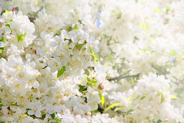 Las flores de manzana en primavera ocultan el fondo —  Fotos de Stock